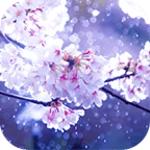 Logo of Cherry Blossoms in the Rain android Application 